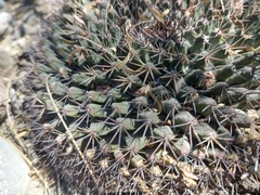 Mammillaria heyderi