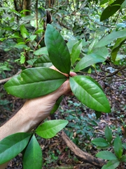 Stenostomum sintenisii