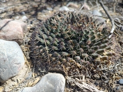 Mammillaria heyderi