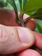 Stenostomum sintenisii