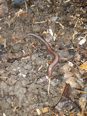 Plethodon serratus