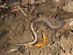 Plethodon serratus