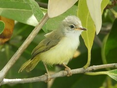 Eremomela pusilla