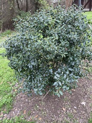Ilex opaca