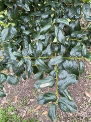 Ilex opaca