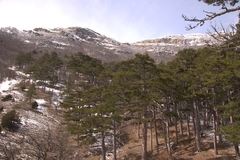 Pinus nigra pallasiana