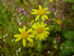 Senecio vernalis