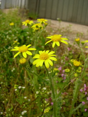 Senecio vernalis