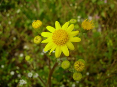 Senecio vernalis