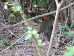 Arremon brunneinucha