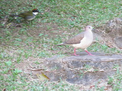 Arremon brunneinucha