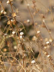 Phyllocephalum scabridum