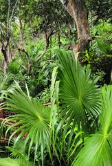 Acoelorraphe wrightii