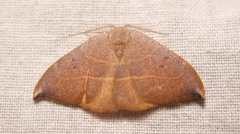 Watsonalla uncinula