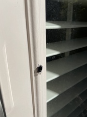 Copestylum comstocki