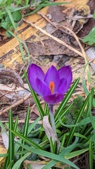 Crocus vernus