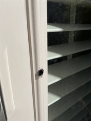 Copestylum comstocki