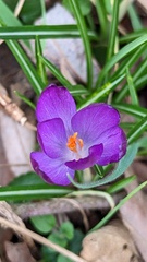 Crocus vernus