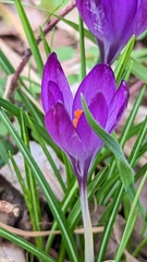 Crocus vernus