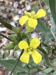 Sisymbrium orientale