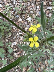 Sisymbrium orientale
