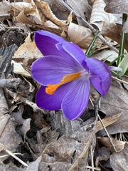 Crocus vernus