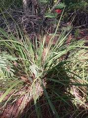Libertia chilensis