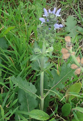 Salvia verbenaca