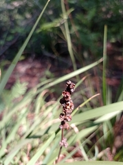 Libertia chilensis