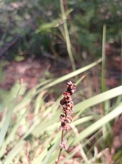 Libertia chilensis