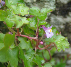 Cymbalaria muralis