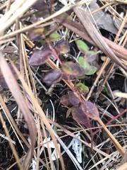 Vaccinium crassifolium