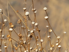 Phyllocephalum scabridum