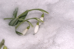Galanthus plicatus
