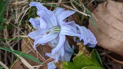 Scilla mischtschenkoana