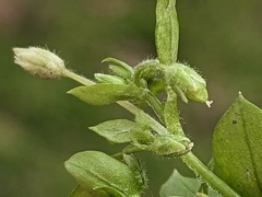 Stellaria apetala