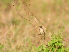 Saxicola stejnegeri