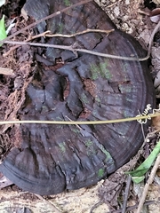 Ganoderma