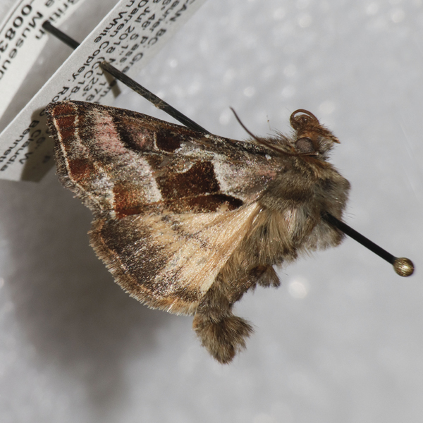 Euchalcia borealis