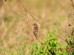 Saxicola stejnegeri