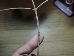 Byrsonima ligustrifolia