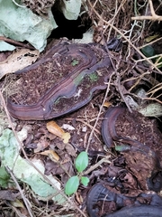 Ganoderma