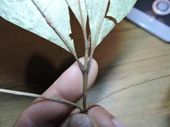 Byrsonima ligustrifolia