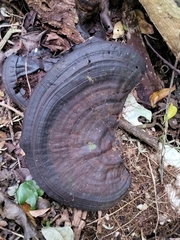 Ganoderma