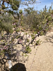 Bursera exequielii