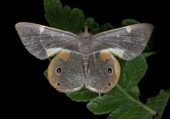 Opisthoxia