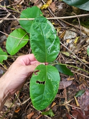 Stigmaphyllon floribundum