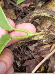 Stigmaphyllon floribundum