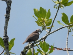 Streptopelia tranquebarica