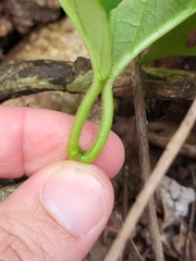 Stigmaphyllon floribundum